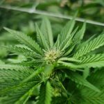 weed Flower